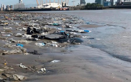 Темза изменила русло из-за мусорного острова