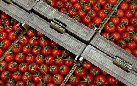 Daha 12 müəssisədən Rusiyaya pomidor idxalına icazə verildi