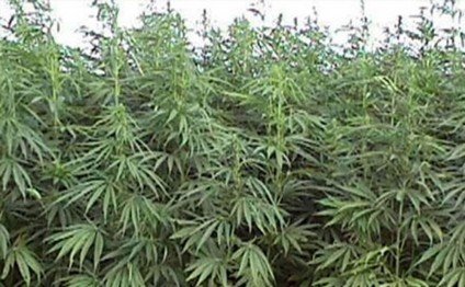 Zəngilanda narkotik tərkibli bitkilər aşkar edilib