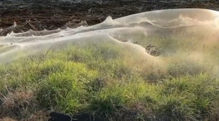 Avstraliyada Hörümçək toru ekzotik mənzərə yaratdı - Video
