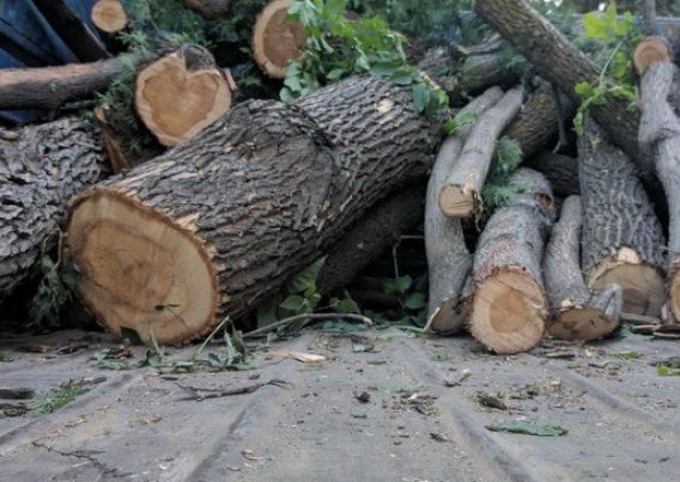 Bələdiyyə sədrinin ağacları kəsməsinə görə cinayət işi açıldı