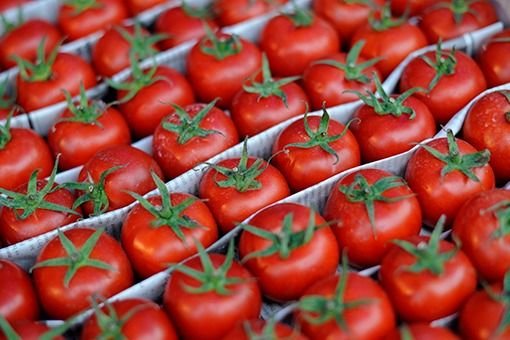 Azərbaycanın 432 tondan çox pomidoru Rusiyaya BURAXILMADI