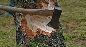 Nizami rayonu, Cəmşid Naxçıvanski küçəsində ağacların qırılması təsdiqini tapdı