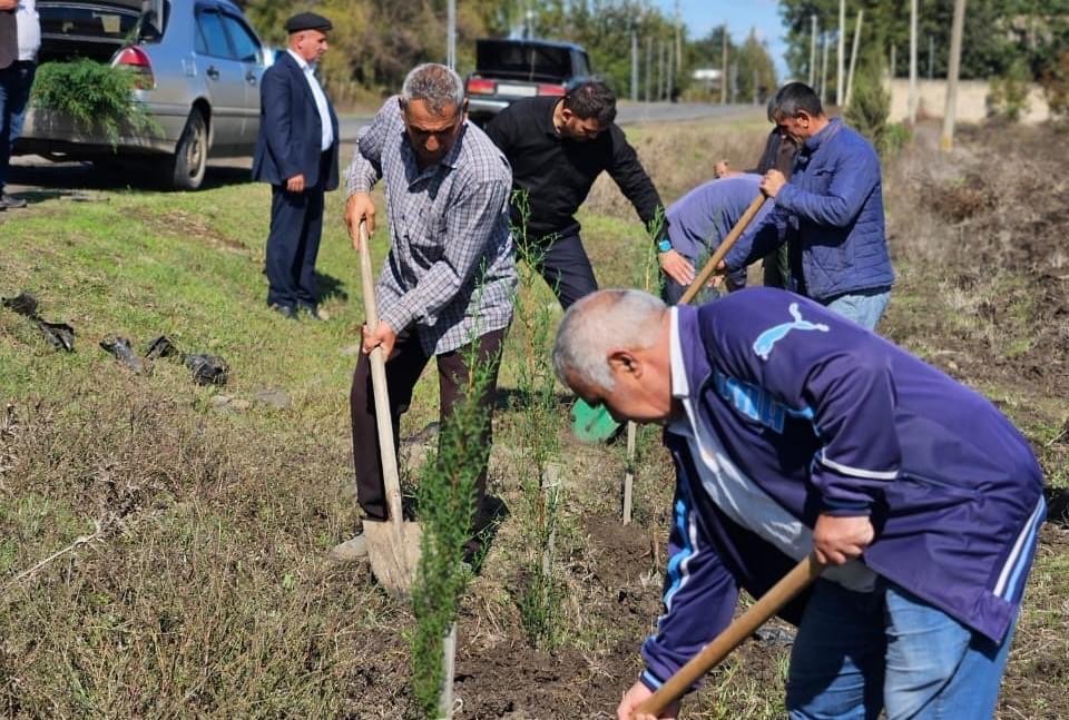 Masallıda kütləvi ağacəkmə aksiyası davam etdirilir