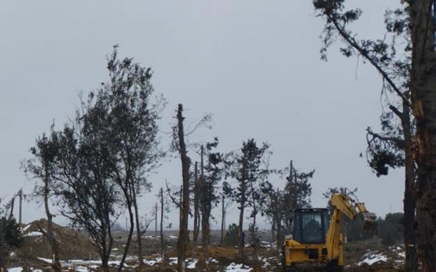 Bakıda yeni avtomobil yolu ilə əlaqəli tikinti altına düşən yaşıllıqların köçürülməsinə başlanılıb