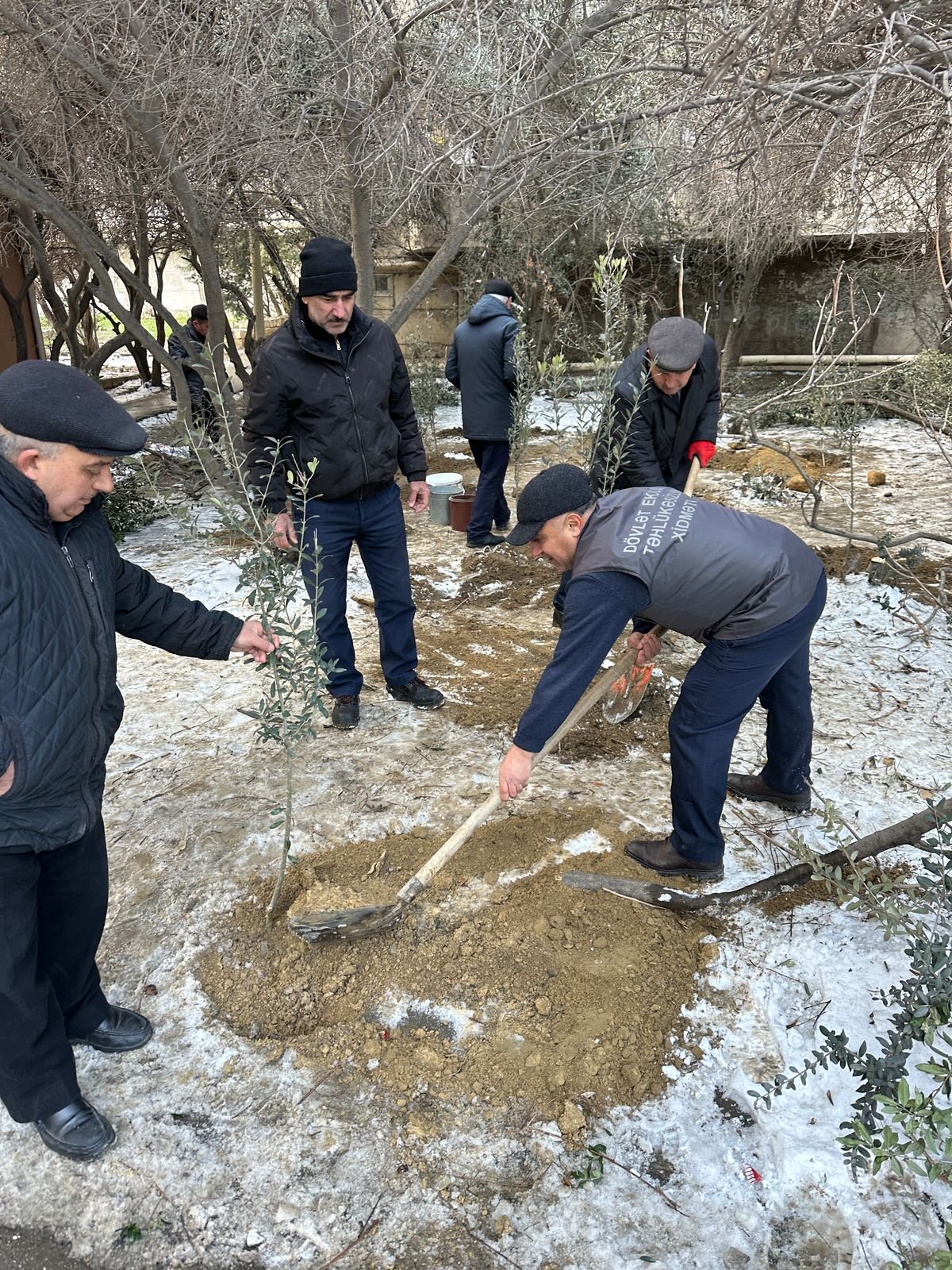 Binəqədi rayonda ağaclar kəsildi, Dövlət Ekoloji Təhlükəsizlik Xidməti hərəkətə keçdi