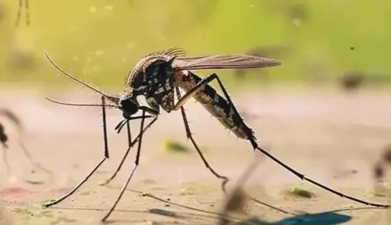 Çinin cənubunda çikunqunya qızdırması epidemiyası qeydə alınıb