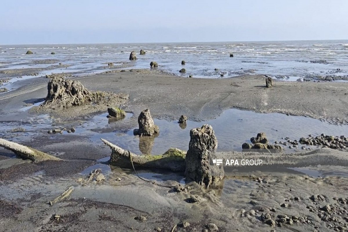Xəzərin çəkilməsi nəticəsində Lənkəranda qədim meşə qalıqları üzə çıxıb - FOTO
