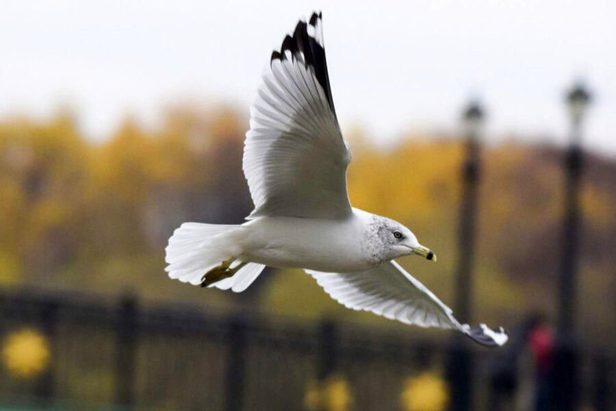 Istanbulda futbolçu topun dəydiyi qağayını xilas etdi