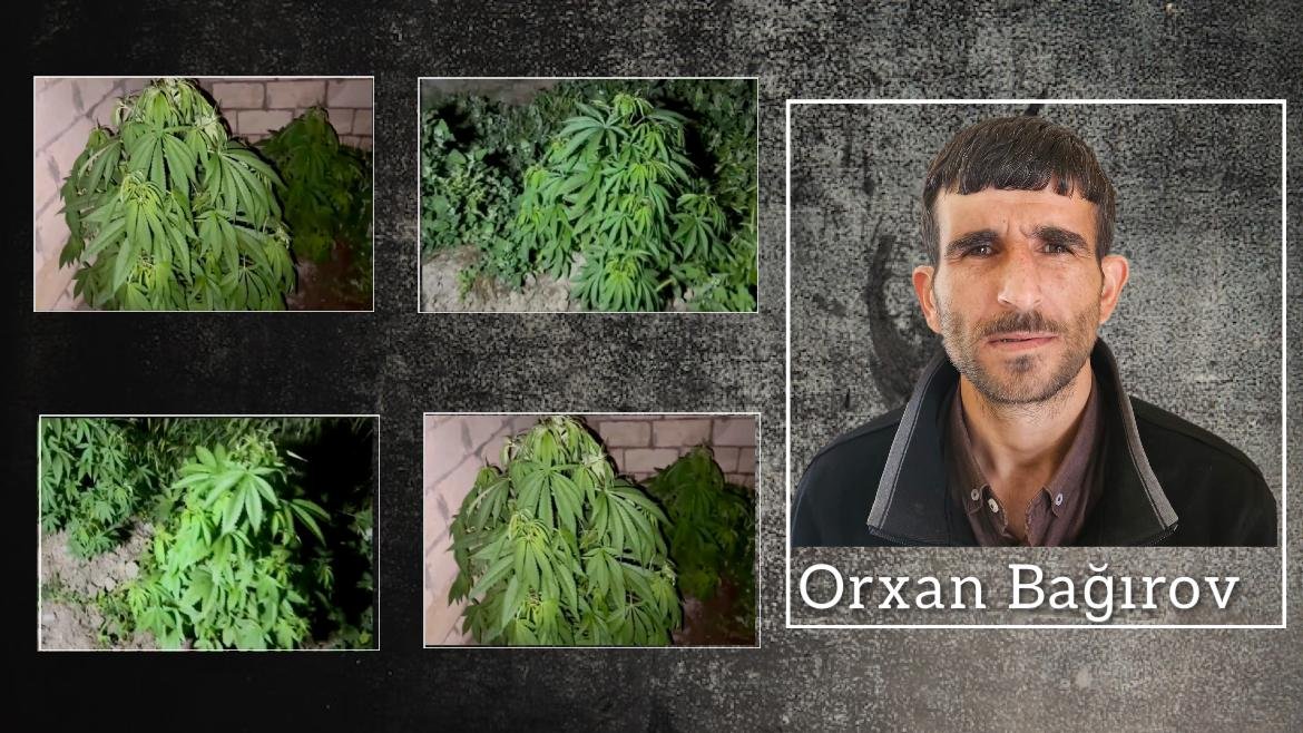 Salyanda çətənə kolları yetişdirən şəxs saxlanılıb