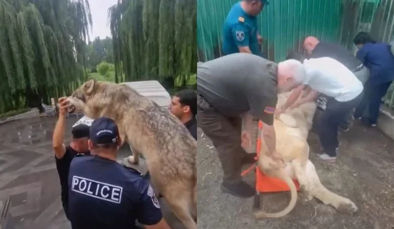 Qaqik Tsarukyanın malikanəsindən 3 şir və 1 pələng götürülüb
