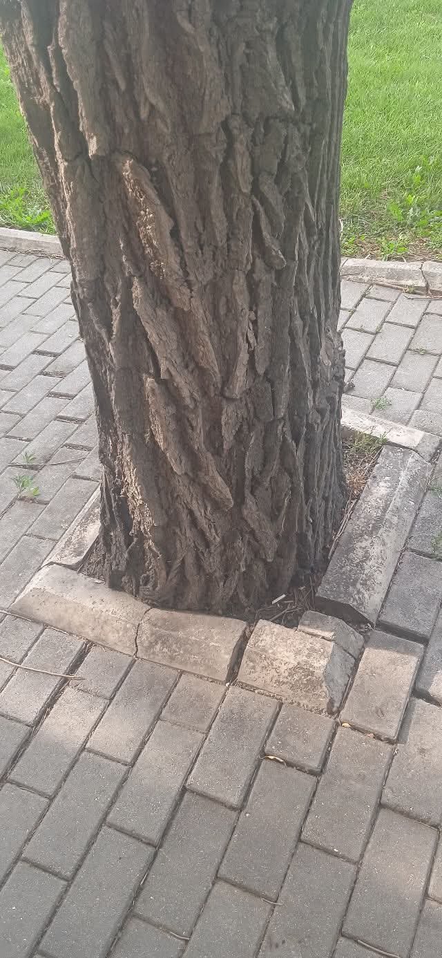 Betonlanan ağac dibləri Sabunçuda yaşayan sakinlərin narahatlığına səbəb olub - Fotolar