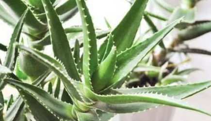 Evdə aloe saxlamağın faydaları və gizli riskləri – hər deyilənə inanmayın