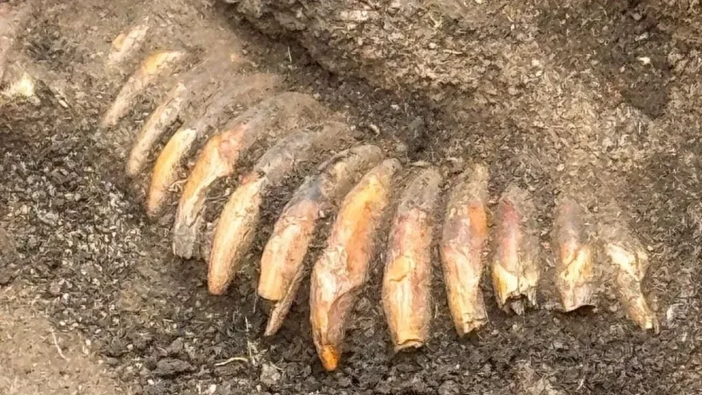 Polşada 5 min illik sirli məzar aşkarlandı: 42 dişdən hazırlanmış boyunbağı və iki insan kəlləsi