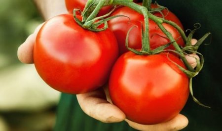 Россельхознадзор разрешил поставки помидоров еще восьми предприятиям Азербайджана
