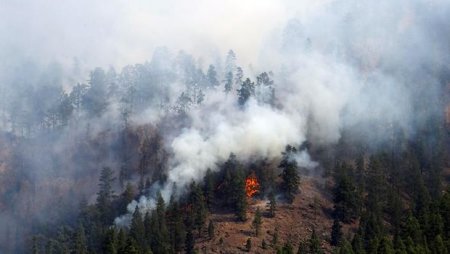 В Аризоне лесные пожары разгорелись на площади 24 тыс. га