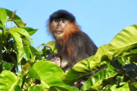 В Малайзии нашли загадочную обезьяну - ФОТО