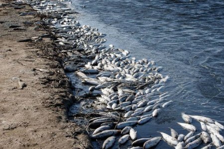 Средиземное море нагрелось до экстремальных температур: животные и растения погибают