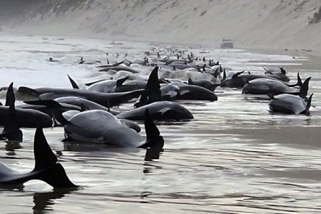 На берег в Австралии выбросились 200 черных дельфинов