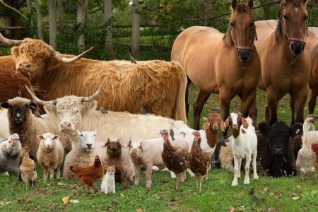 Биомасса домашнего скота превысила диких млекопитающих во много раз