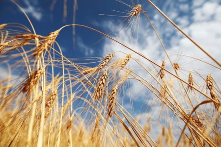 Засуха в Канаде может привести к дефициту пшеницы на мировых рынках
