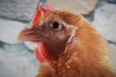 В Австралии нашли новый дом для необычного цыпленка с четырьмя лапами - ФОТО