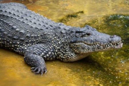 Мэр мексиканского города женился на крокодиле - ФОТО