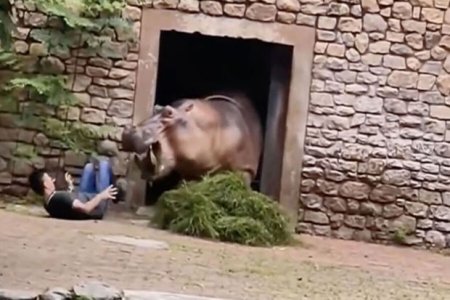 В Китае бегемот неожиданно напал на смотрителя зоопарка - ВИДЕО