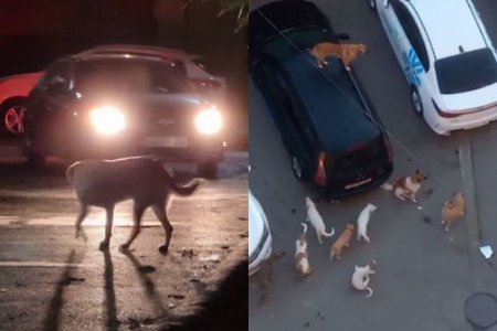 Жители Абшеронского района жалуются на бездомных собак - ВИДЕО