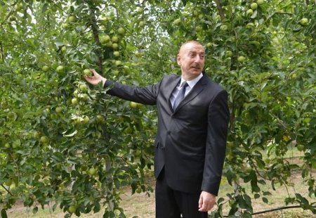 Prezident Balakəndə “Bal meyvə” bağçılıq təsərrüfatı ilə tanış olub - YENİLƏNİB + FOTO
