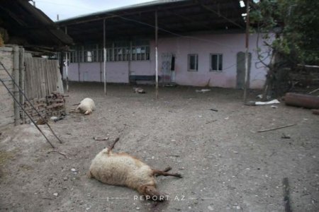 Goranboyun Tapqaraqoyunlu kəndi atəşə tutulub - FOTO