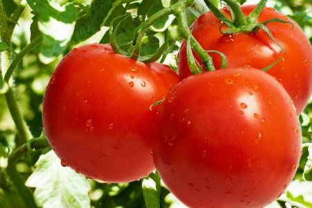 AQTA-dan Rusiyaya pomidor ixrac edənlərə tapşırıq