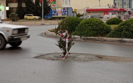 Sumqayıtda yoldakı “lyuk”a şam ağacı basdırılıb - Foto