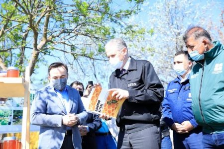 Azərbaycanda ilk dəfə bal meşəsi salındı - FOTO