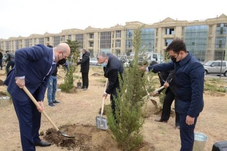 Bakıda 200 ədəd yeni ağac əkildi