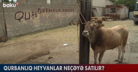 Qurbanlıq heyvanlar neçəyə satılır? - VİDEO