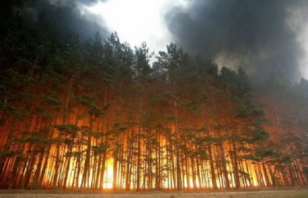 Rusiyada 217 nöqtədə meşə yanğını davam edir