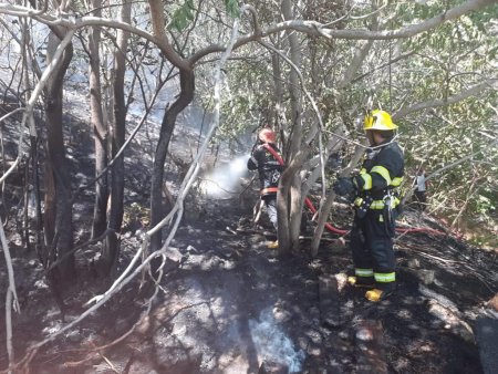Xətaidəki ağaclığın qəsdən yandırıldığı barədə şübhələr var - Nazirlik rəsmisi