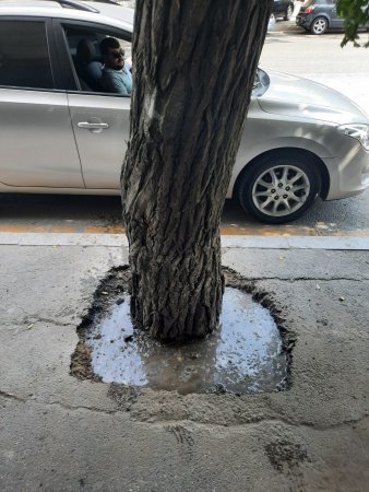 Ağacların dibi asfaltdan təmizlənib