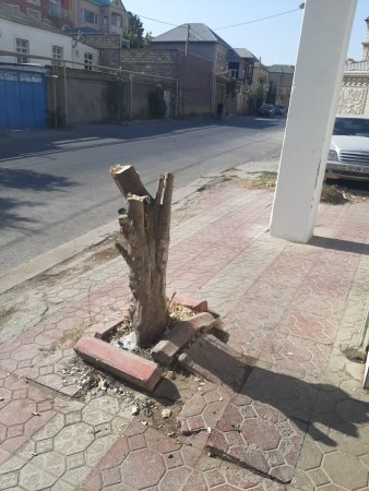 Ağacların kəsilməsi ilə bağlı araşdırma aparılır