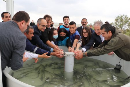 “Zəngin hövzələr” layihəsi çərçivəsində nərə balıqları Kür çayına buraxılıb
