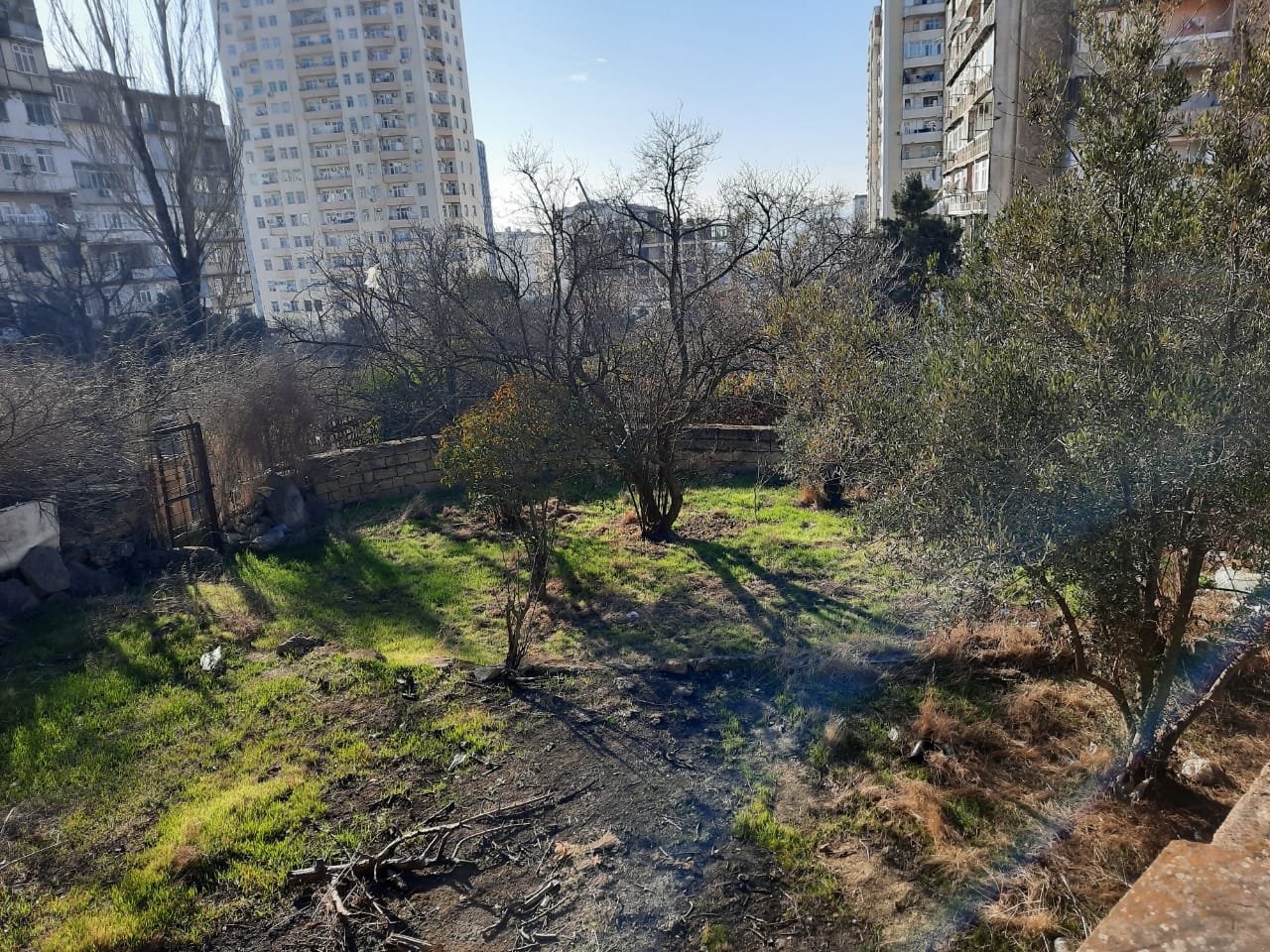 Ağacların zədələnməsi ilə bağlı araşdırma davam edir