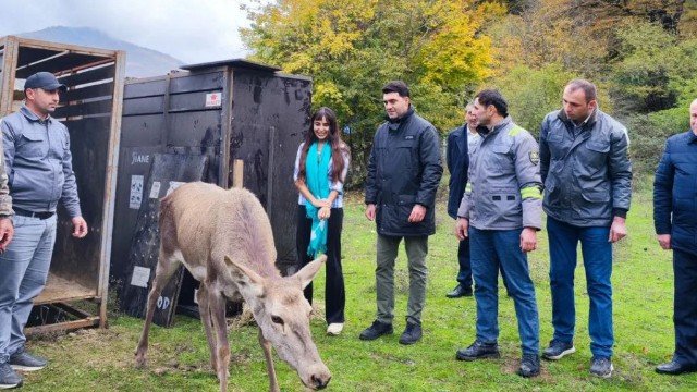 Leyla Əliyevanın iştirakı ilə Şahdağ Milli Parkına marallar buraxıldı - FOTOLAR