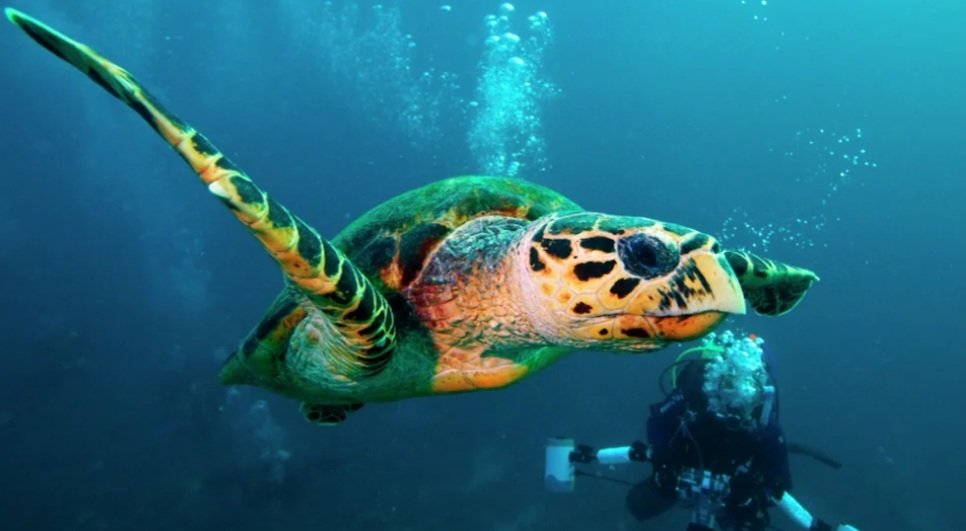 Tısbağalar plastik ifraz edir - Okeanın çirklənmə səbəbi