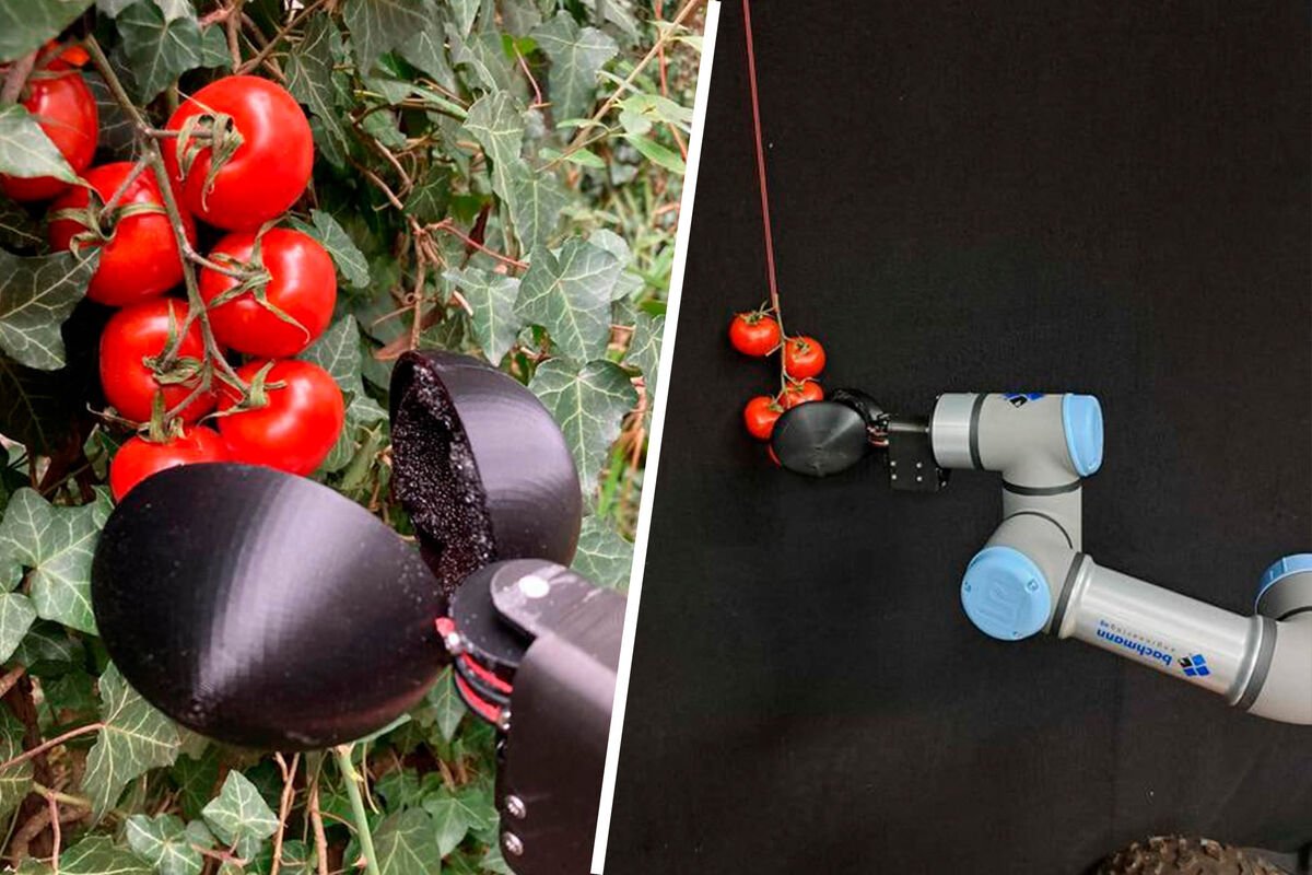Mühəndislər Chat-GPT-nin məsləhəti ilə pomidor yığan robot hazırlayıblar