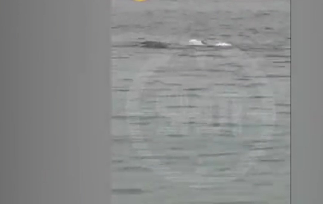 Misirdə məşhur kurortda köpək balığı rus turisti parçaladı (video)