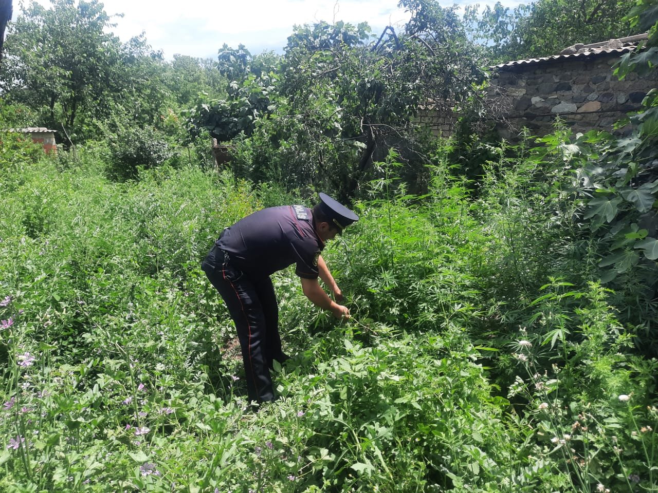 Tovuzda 11 tona yaxın yabanı halda bitən çətənə kolları məhv edilib