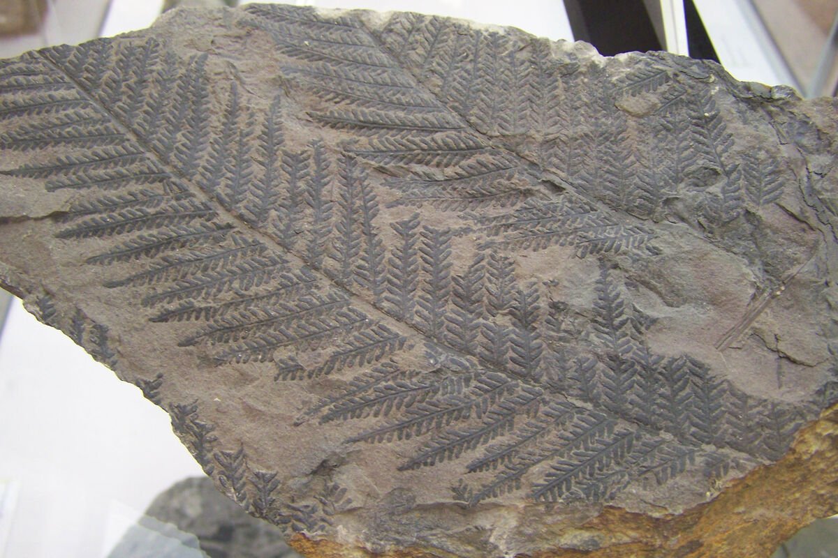 Paleontoloqlar Vyetnam meşəsinin 5 milyon il keçmişinə "baxdılar"