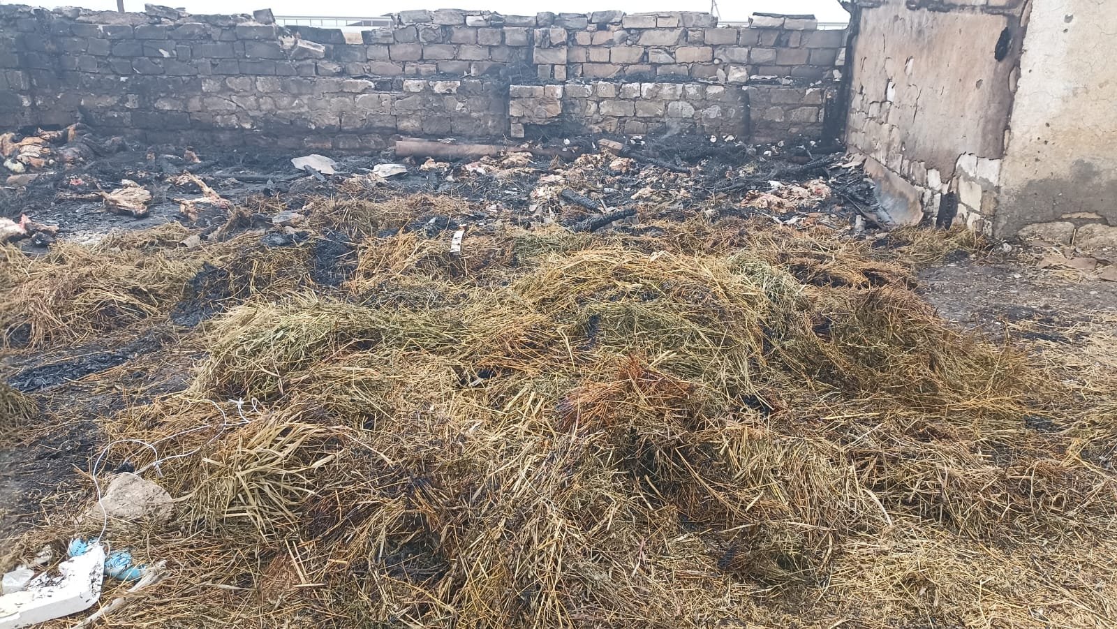 Goranboyda yerləşən fermalardan birini qəsdən yandıran şəxslər saxlanılıblar