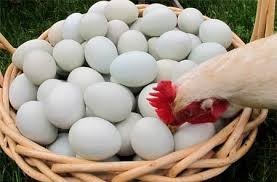 Qazaxıstan hakimiyyəti başqa ölkələrdən toyuq yumurtasının idxalını qadağan edir